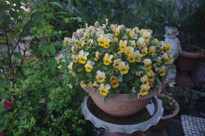 ４月の花 週末ガーディナー 花もよう